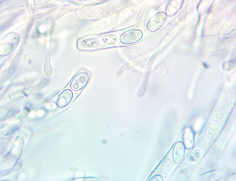 Otidea kauffmanii image