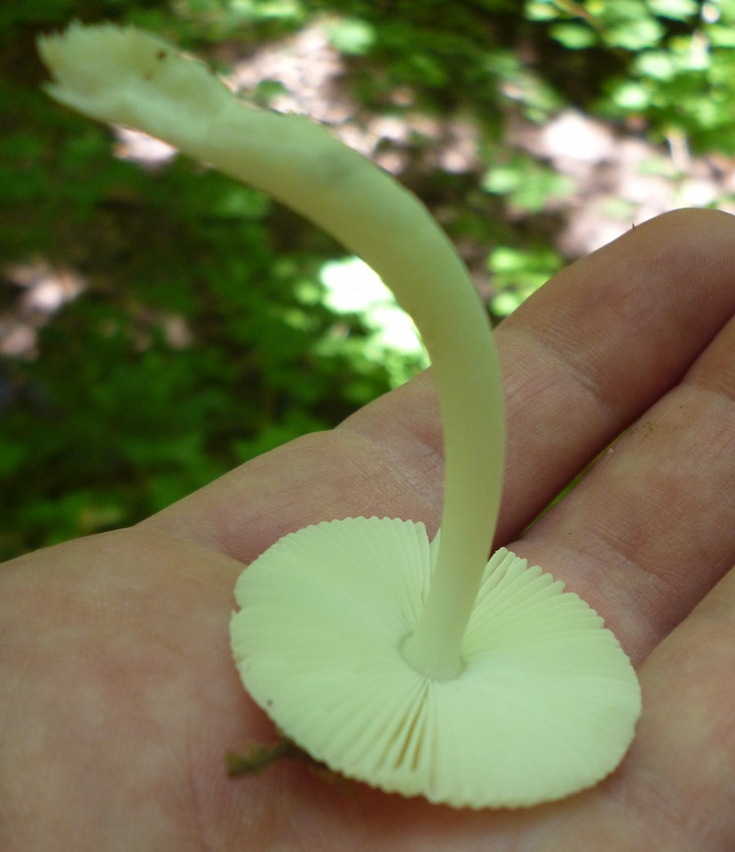 Amanita minutula image