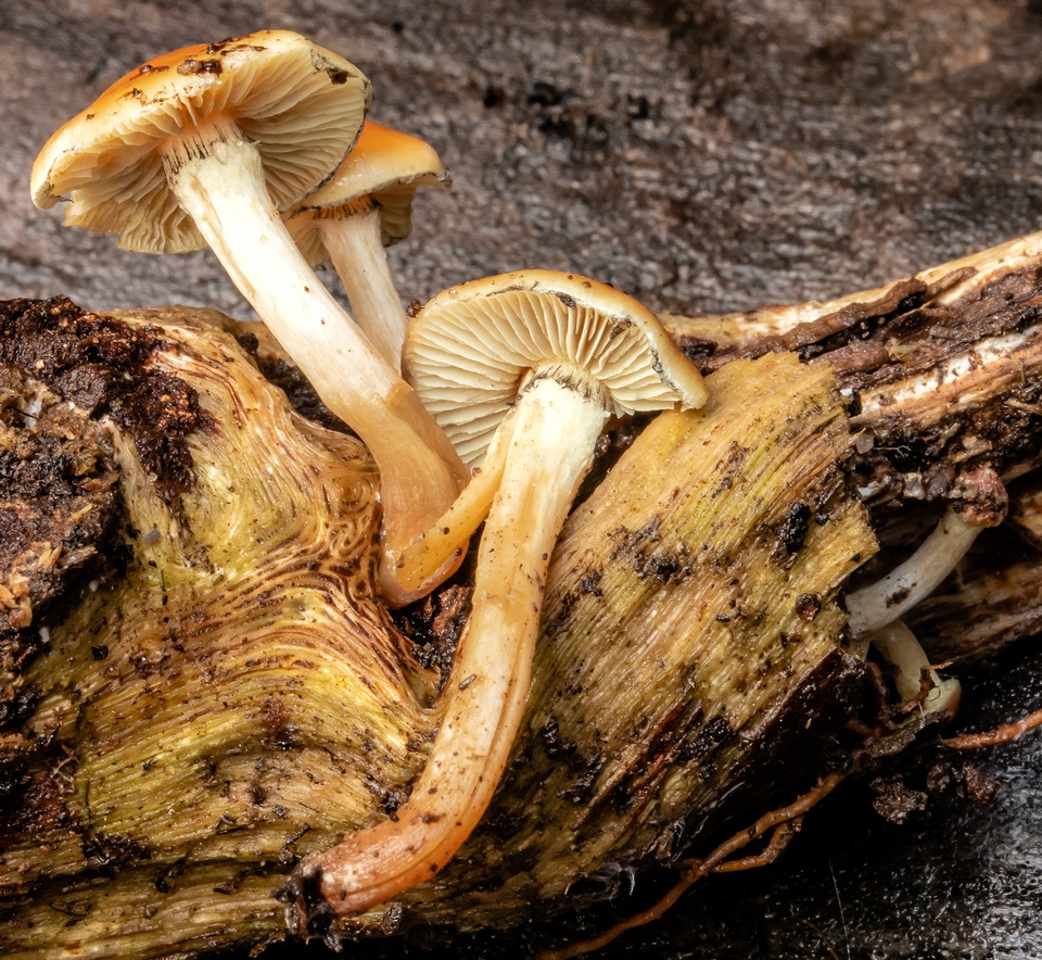 Lentinula lateritia image