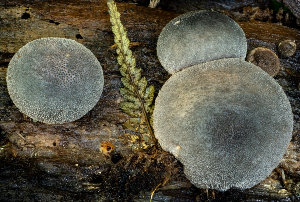 Lycoperdon purpurascens image