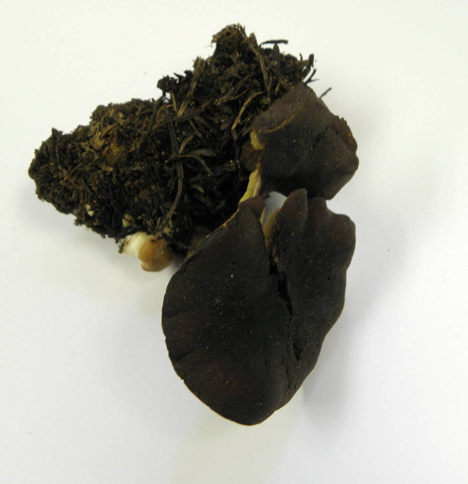 Calocybe onychina image