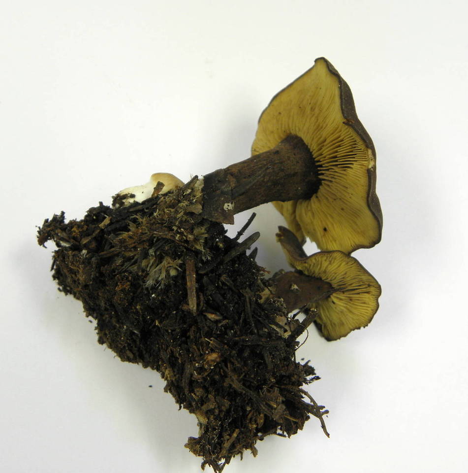 Calocybe onychina image