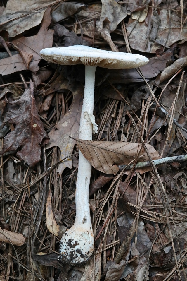 Amanita roseitincta image