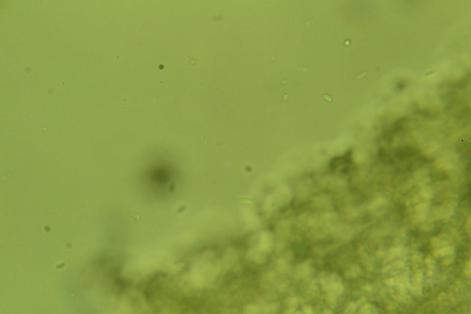 Phanerodontia magnoliae image