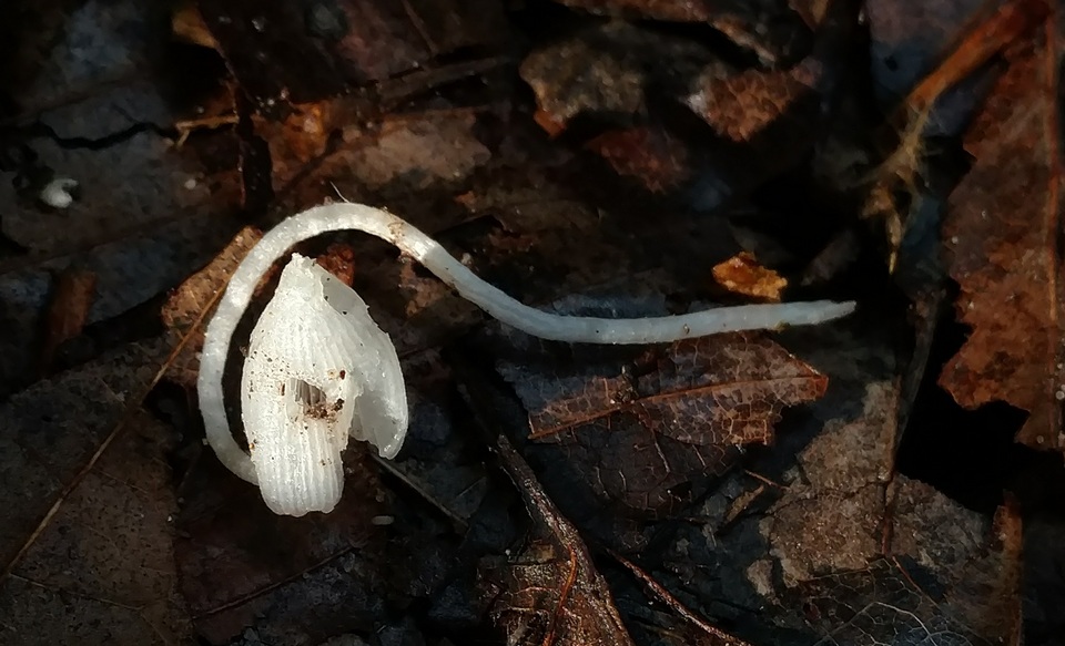 Coprinopsis lotinae image