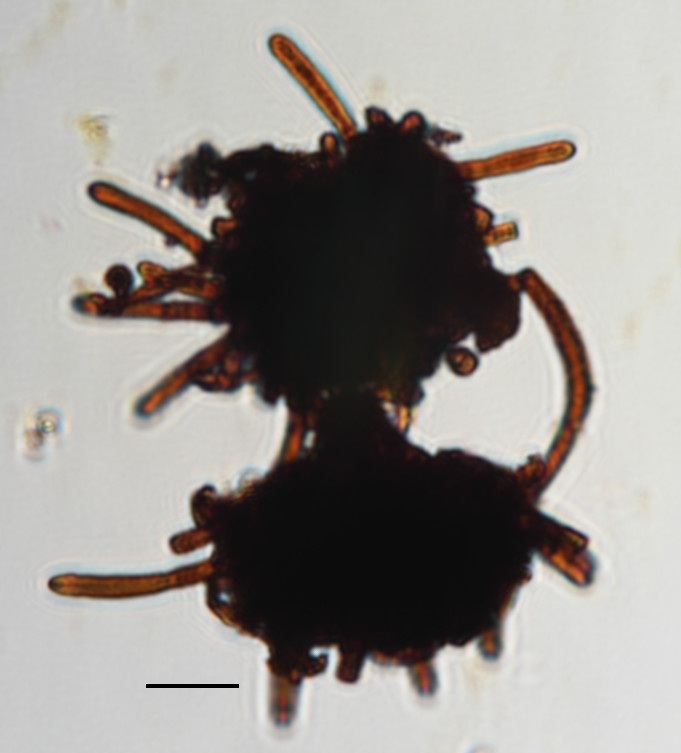 Stigmina lautii image