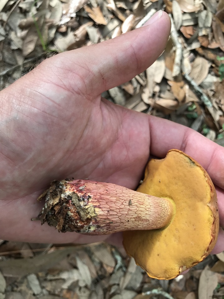 Butyriboletus floridanus image