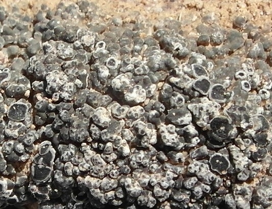 Aspicilia desertorum image