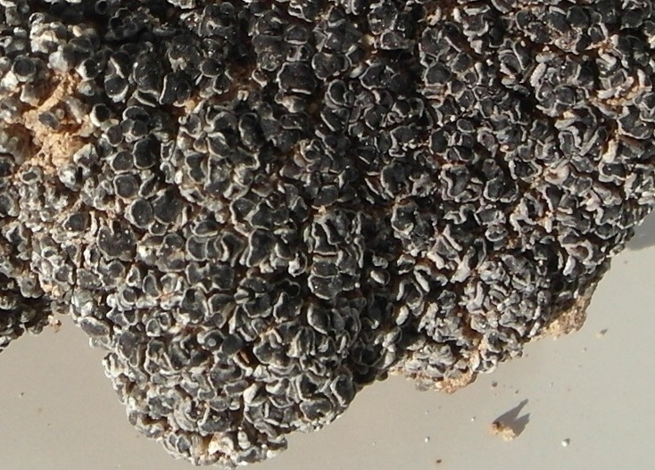 Aspicilia desertorum image