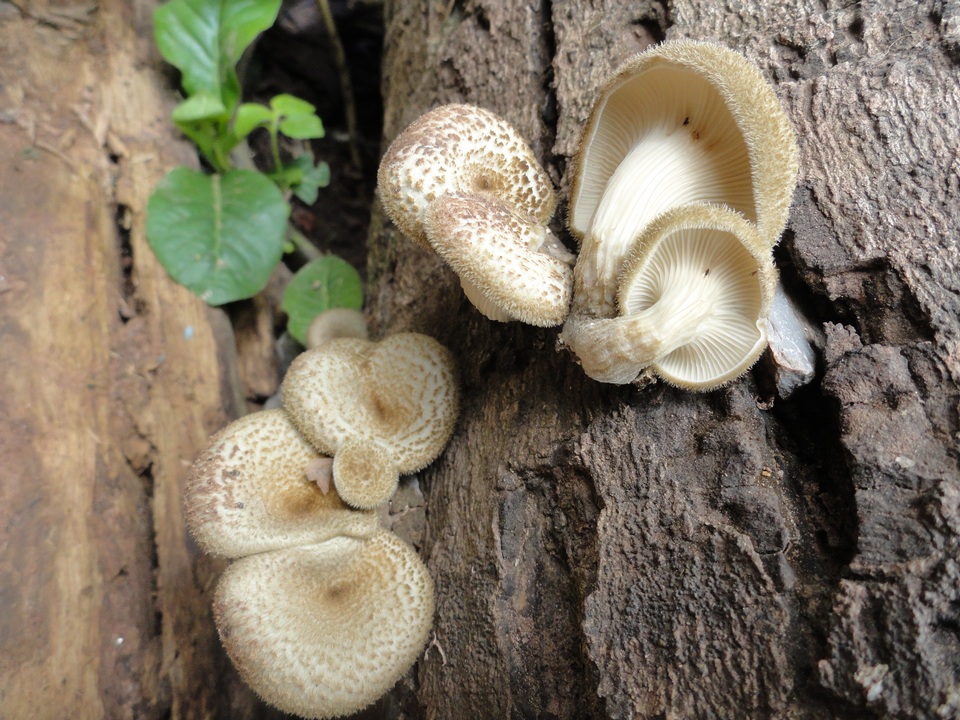 Lentinus polychrous image