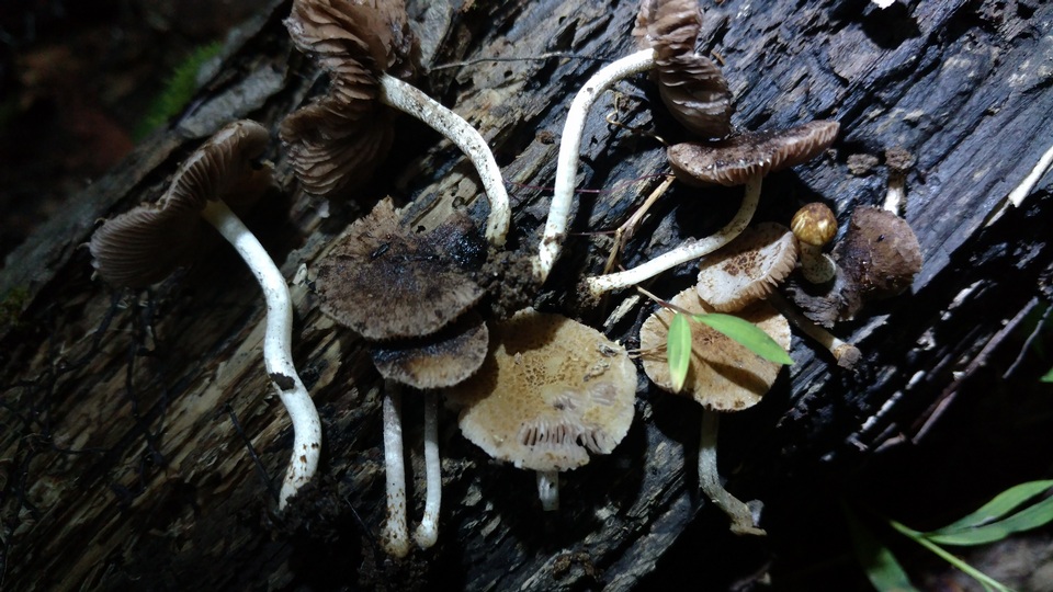 Cystoagaricus subamarus image