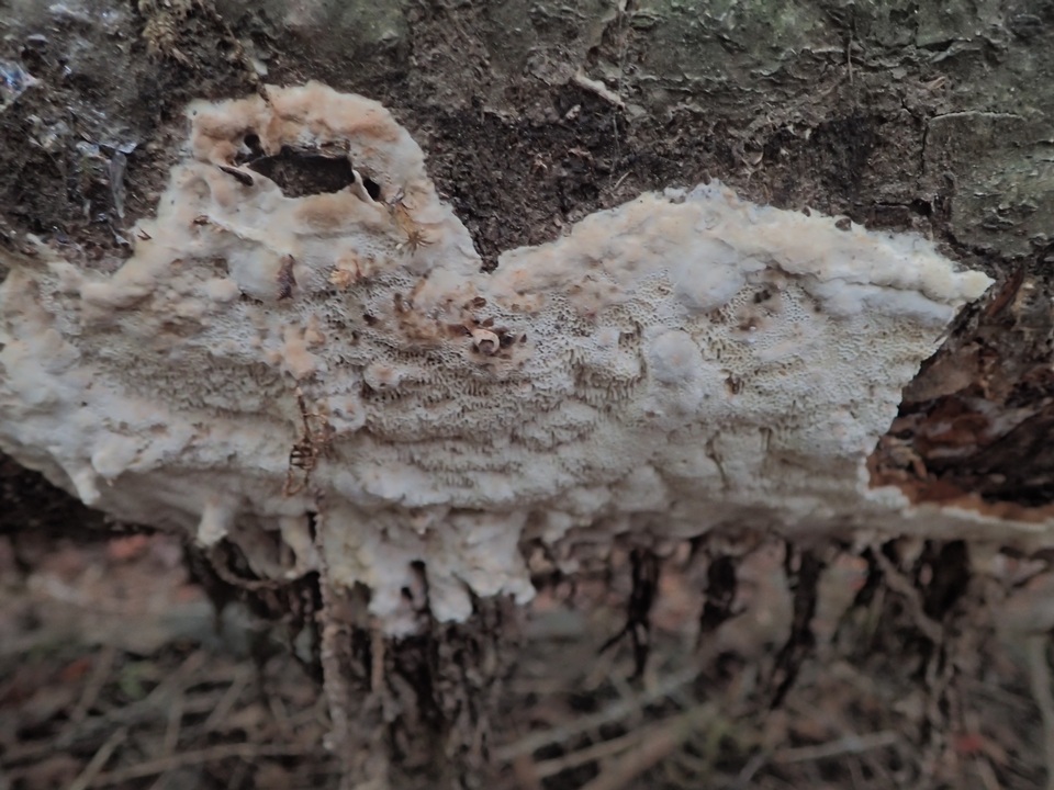 Cinereomyces lindbladii image