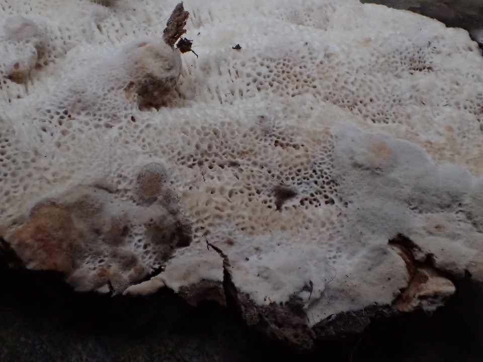 Cinereomyces lindbladii image