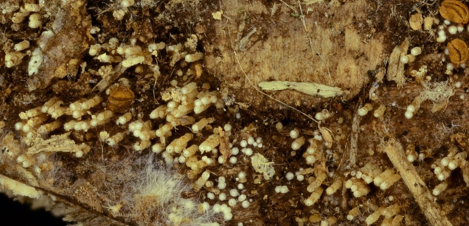 Rectipilus davidii image