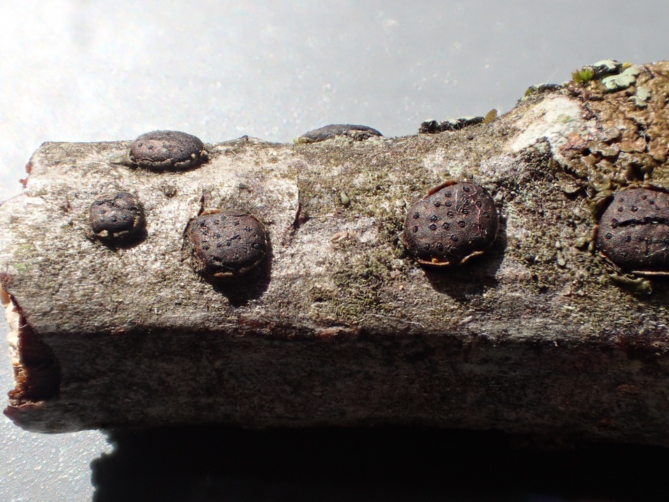 Diatrypella favacea image