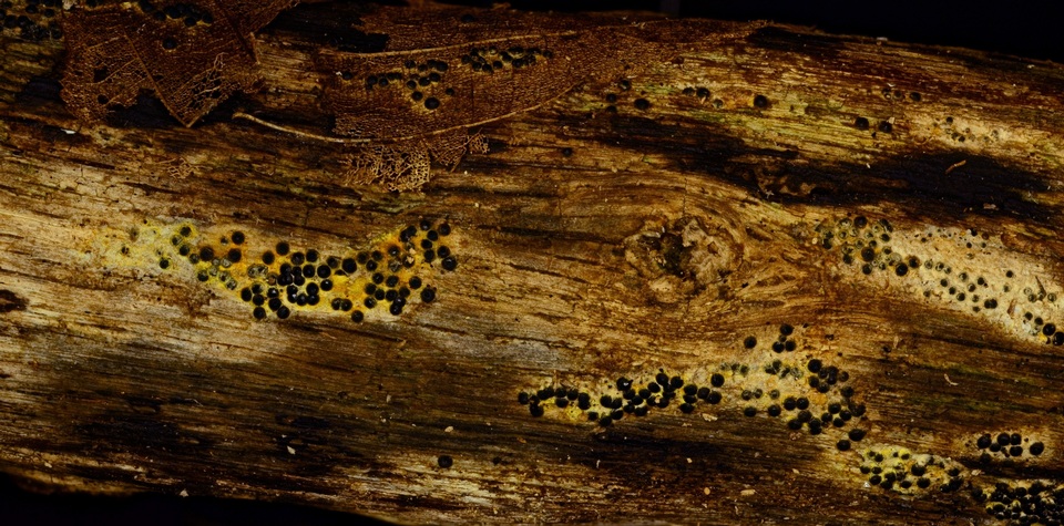 Rosellinia subiculata image