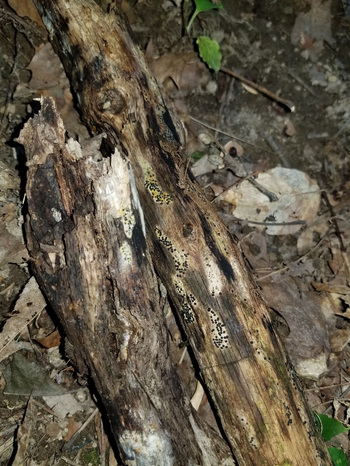 Rosellinia subiculata image