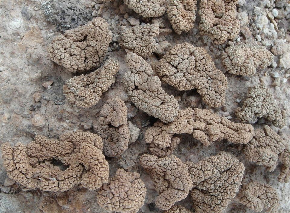 Aspicilia vagans image
