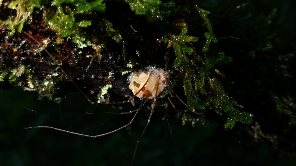 Pandora phalangicida image