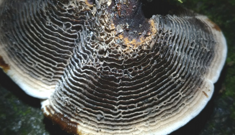Coltricia montagnei var. greenei image