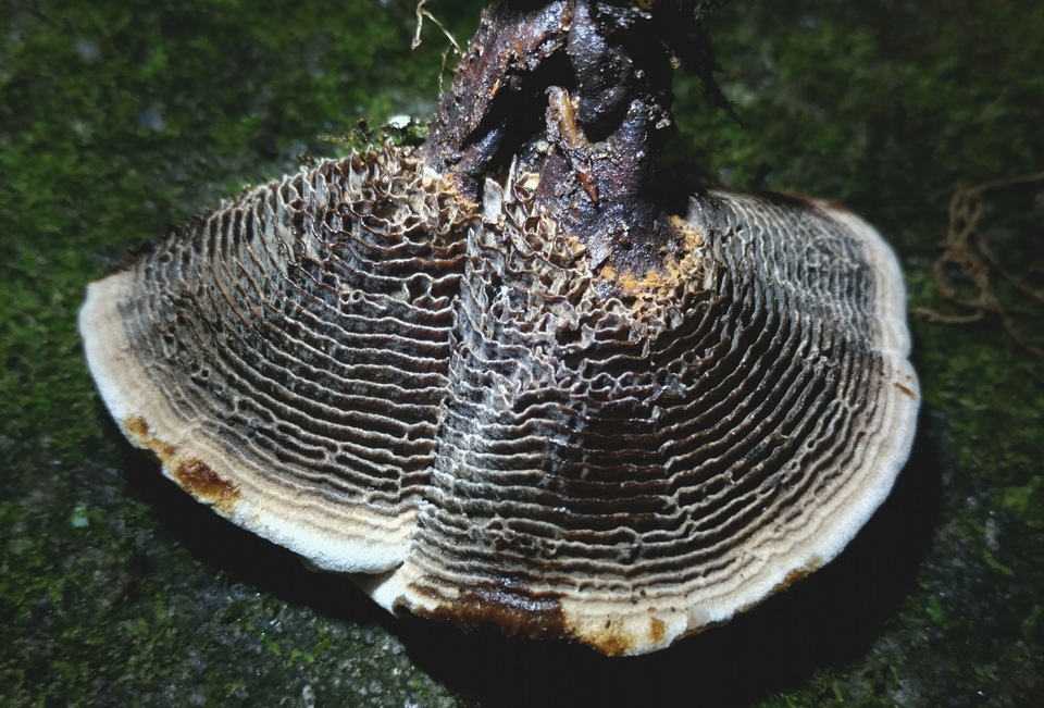 Coltricia montagnei var. greenei image
