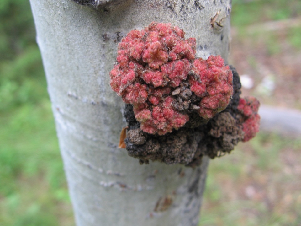 Cryptodiaporthe melanocraspeda image