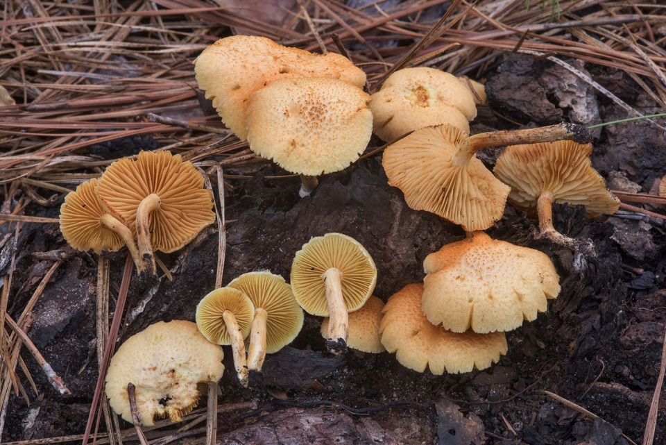 Gymnopilus lepidotus image