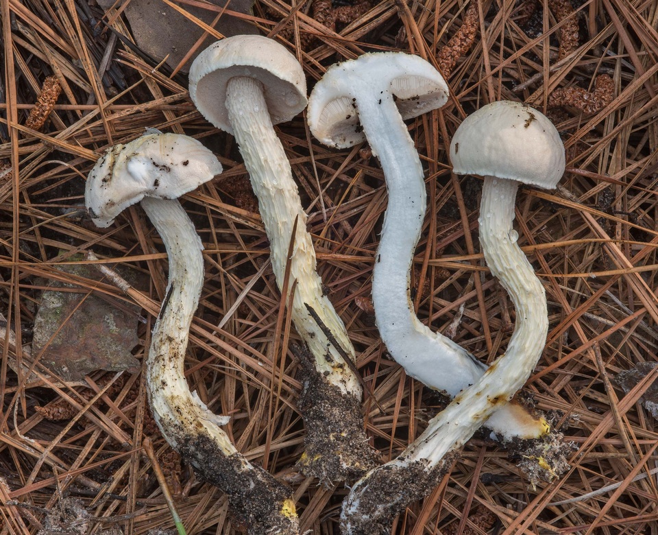 Austroboletus subflavidus image
