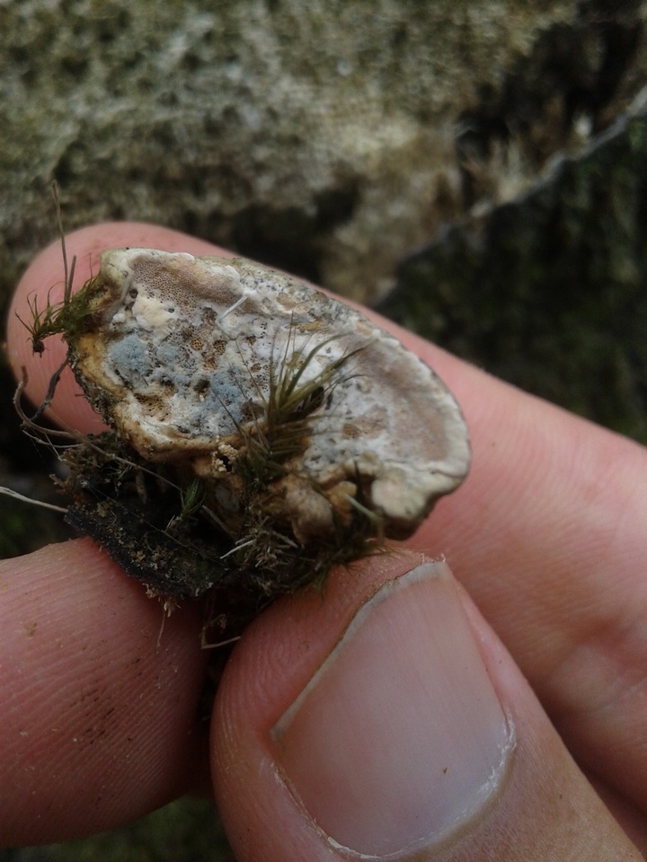 Rigidoporus lineatus image