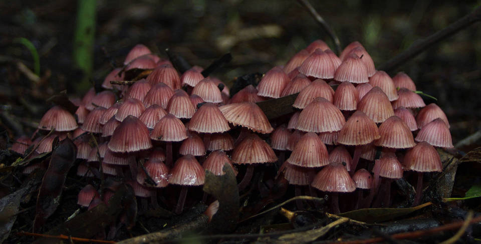 Mycena kuurkacea image
