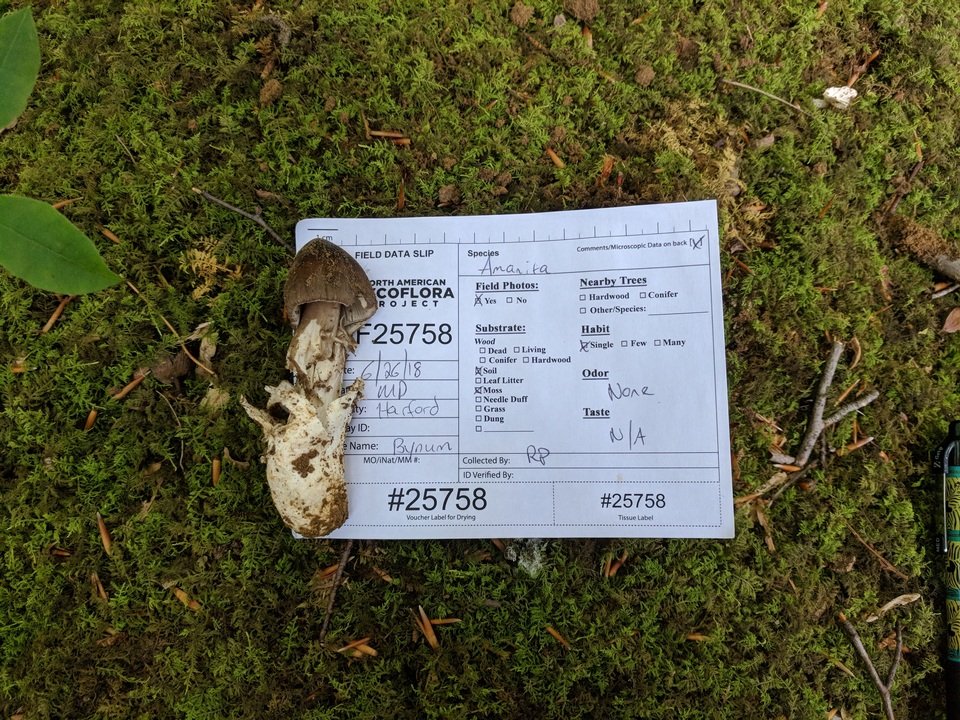 Amanita magna image