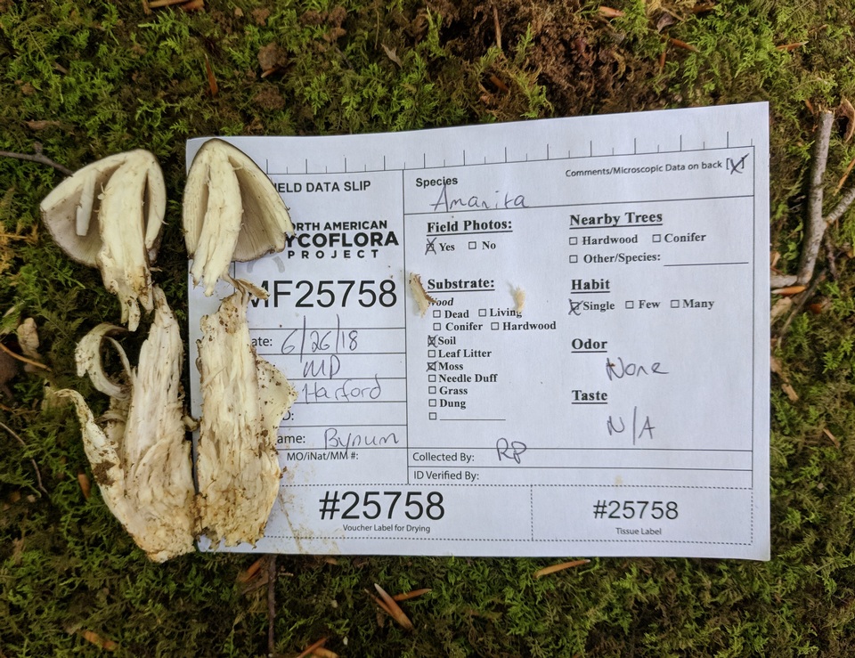Amanita magna image