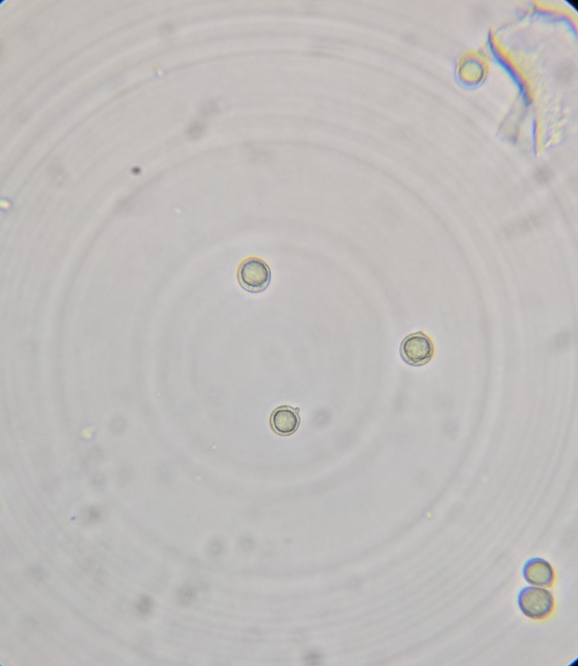 Amanita magna image