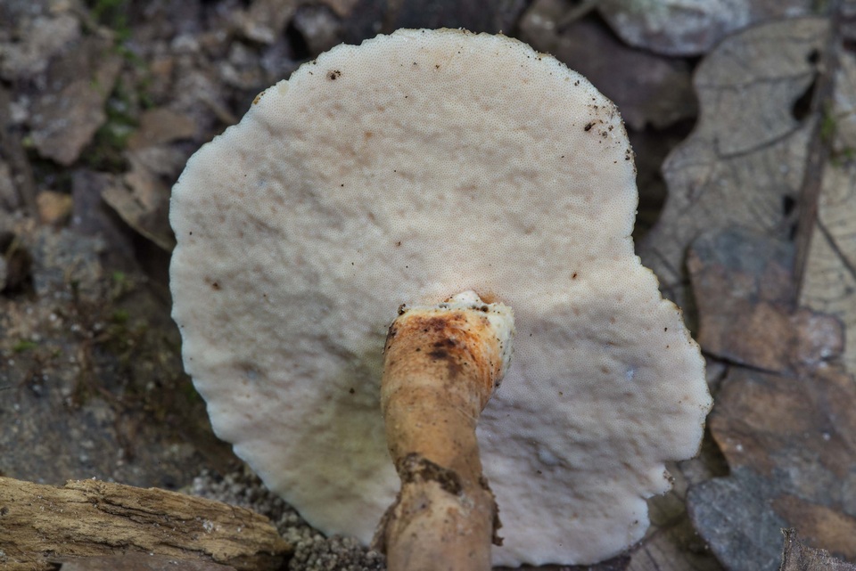 Microporellus dealbatus image