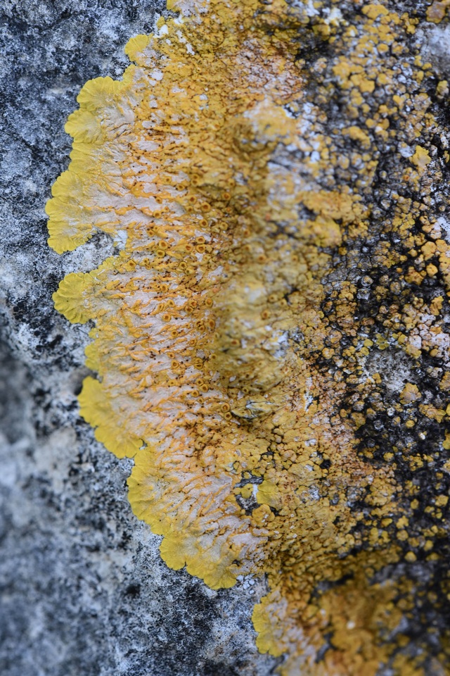 Caloplaca eugyra image
