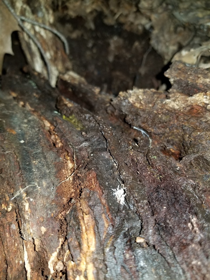 Akanthomyces aranearum image