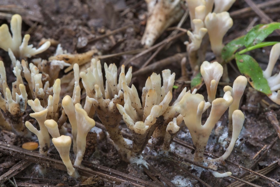 Tremellodendropsis semivestita image
