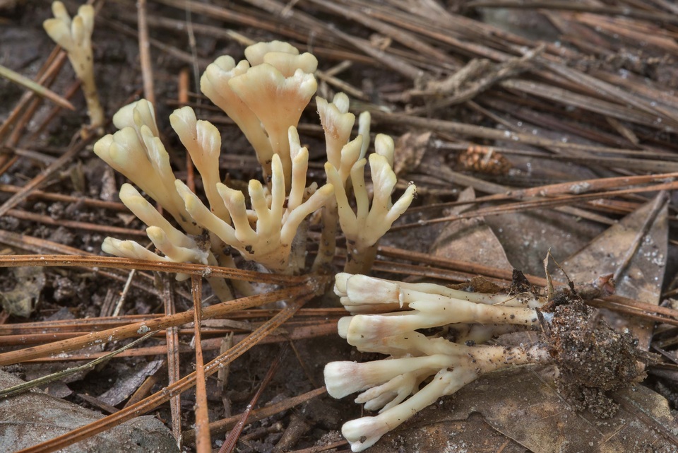 Tremellodendropsis semivestita image