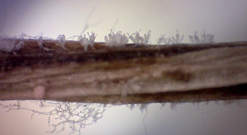 Cylindrocladium buxicola image