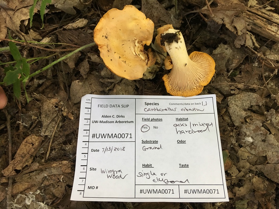 Cantharellus phasmatis image