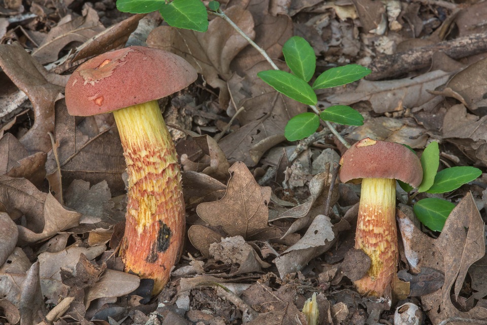 Pulchroboletus rubricitrinus image