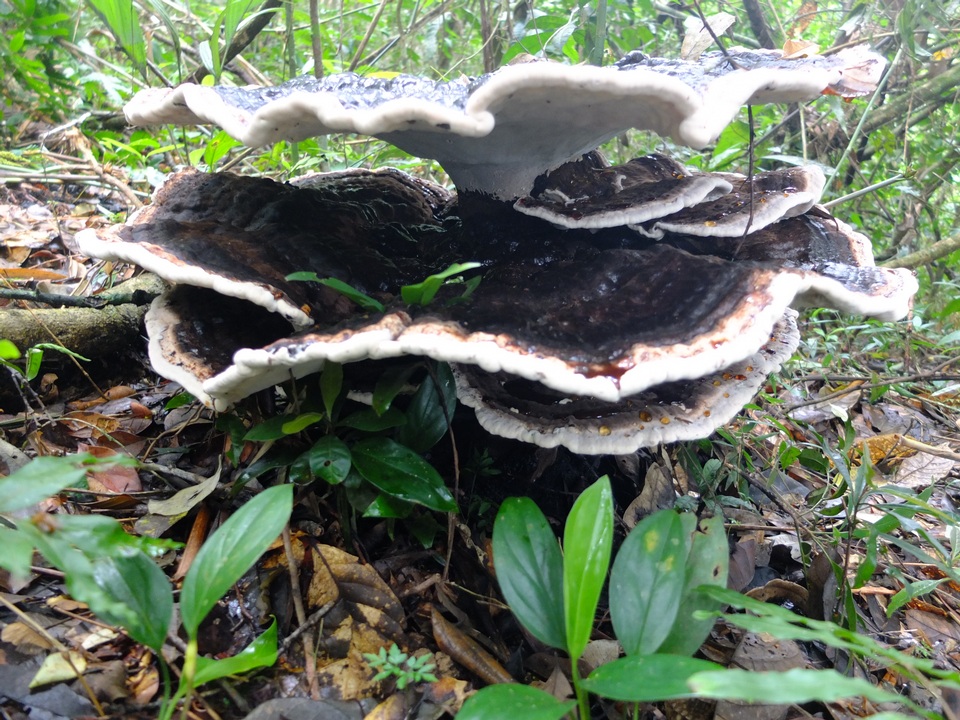 Laetiporus persicinus image