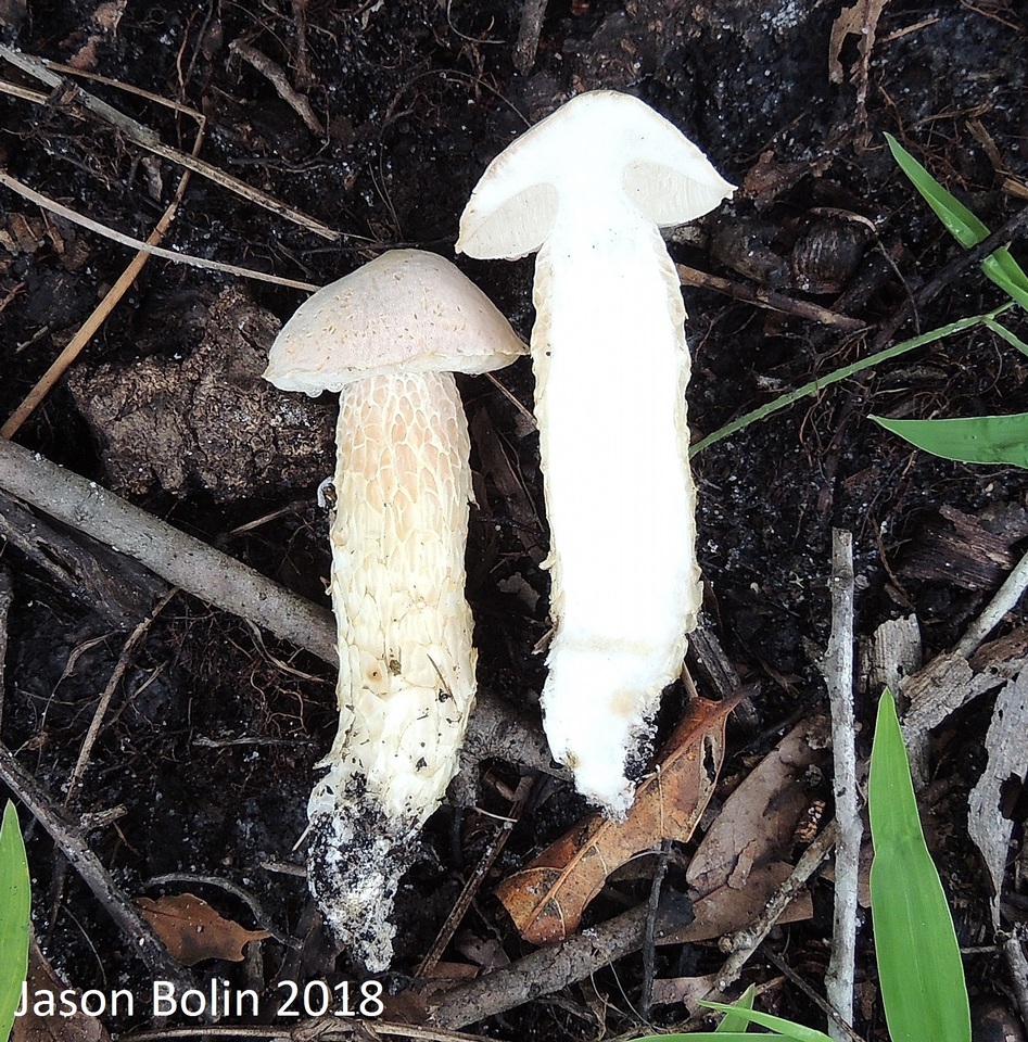 Austroboletus subflavidus image
