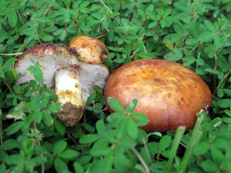 Russula mutabilis image