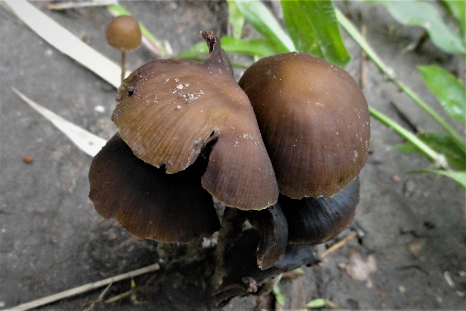 Psilocybe subcaerulipes image