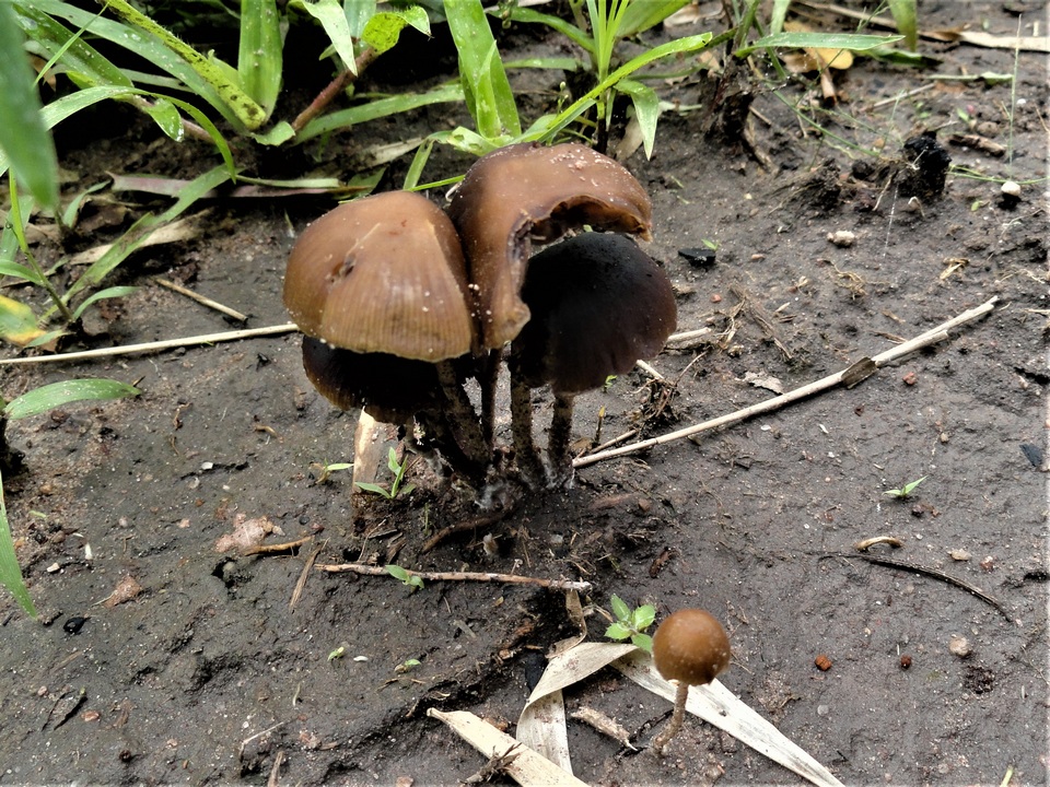 Psilocybe subcaerulipes image