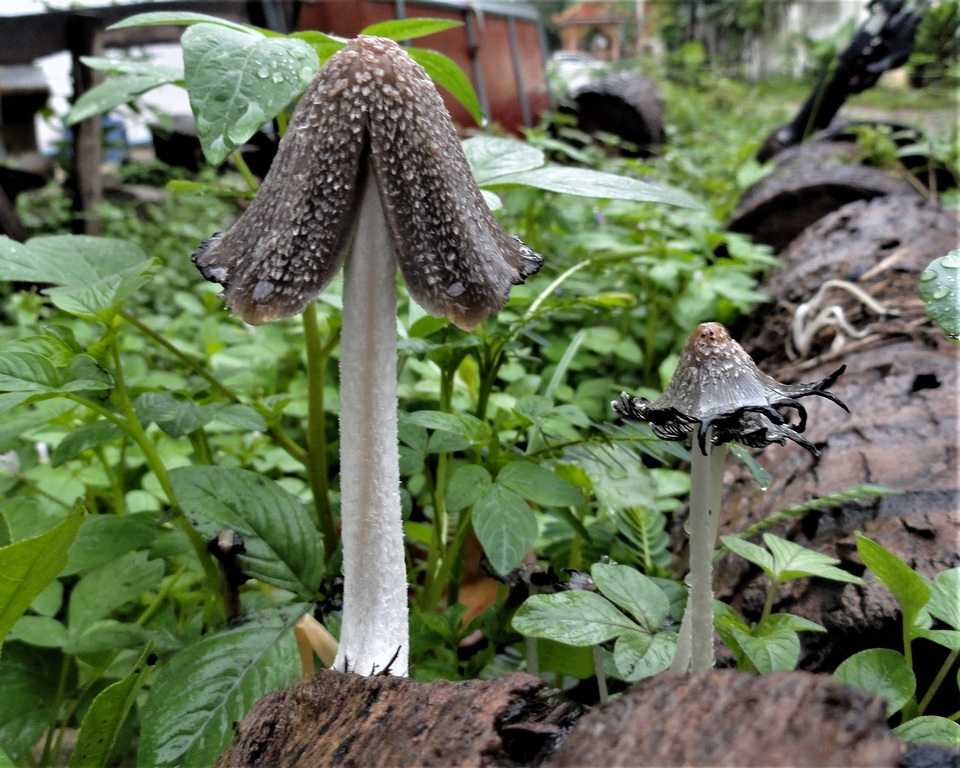 Coprinopsis narcotica image