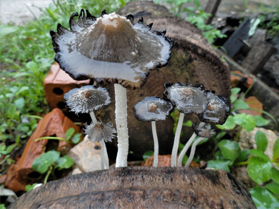 Coprinopsis narcotica image