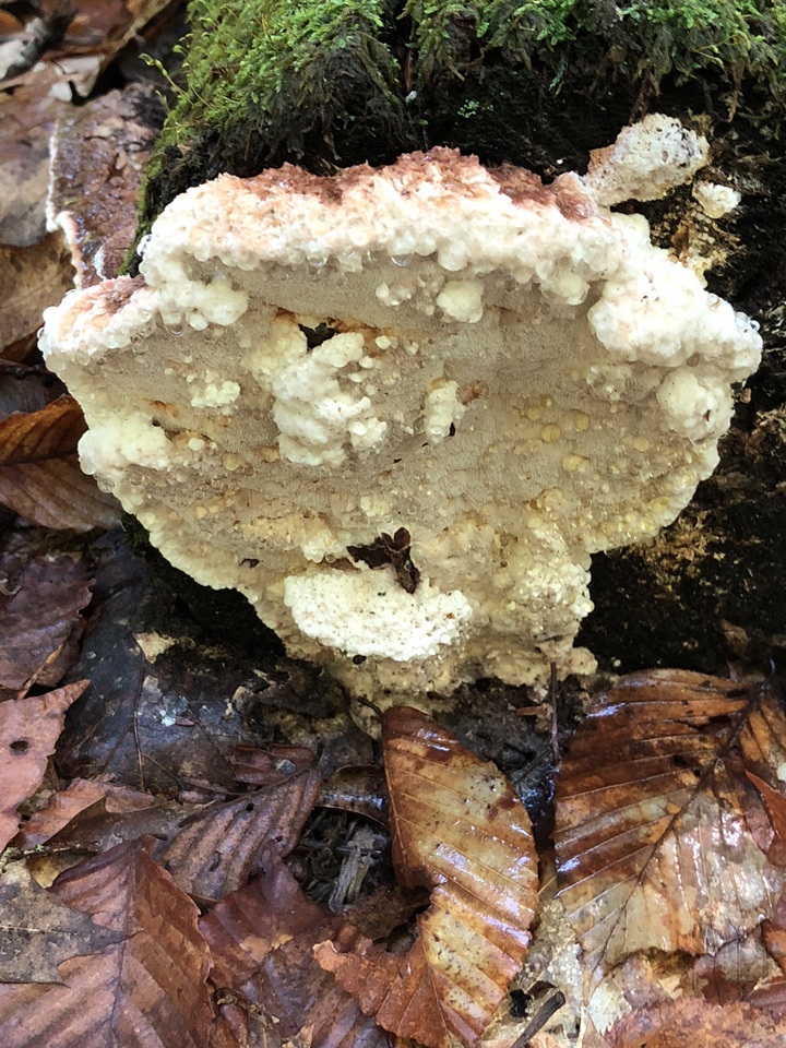 Sarcoporia image