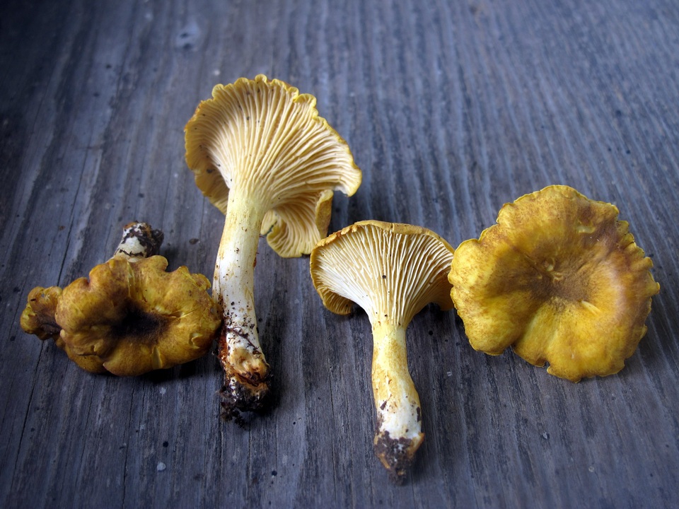 Cantharellus lewisii image